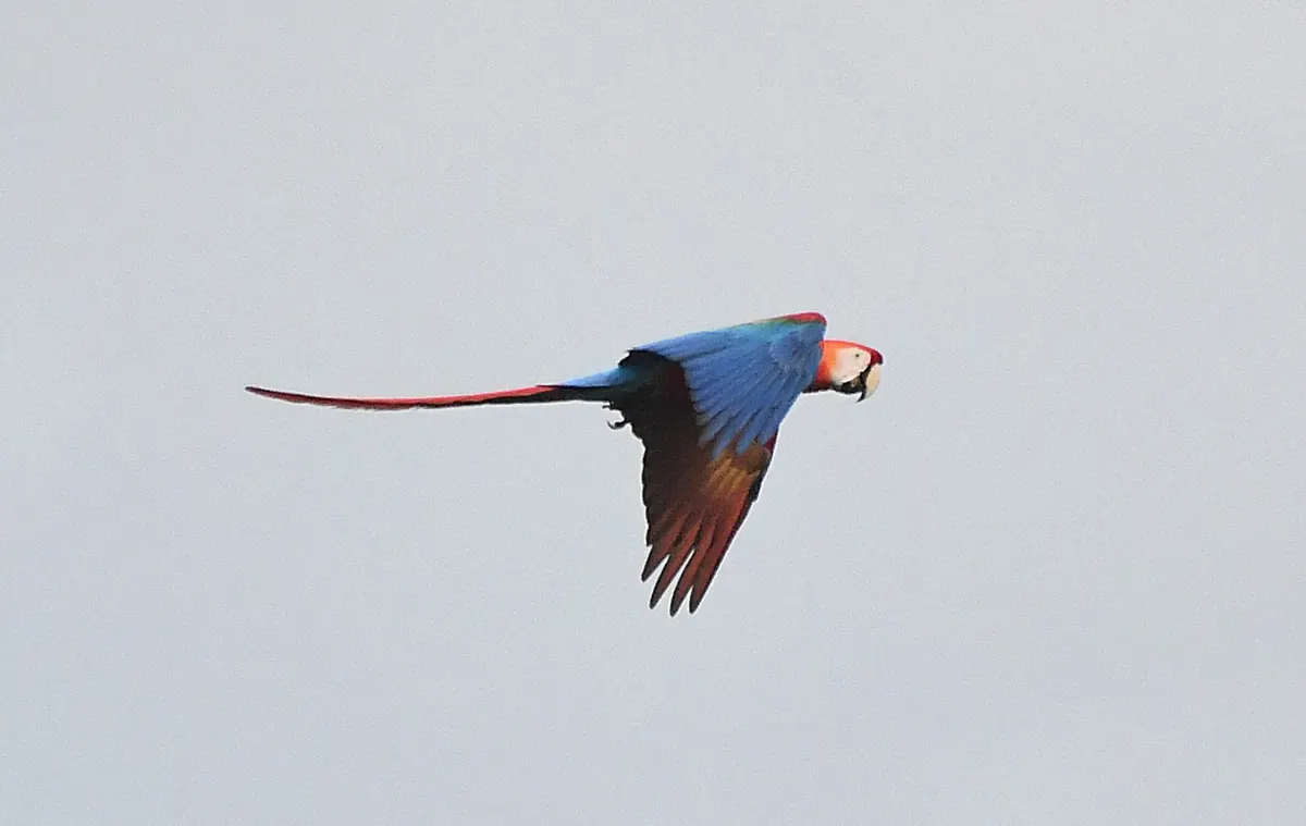 Scarlet macaw in flight with wings fully spread against a pale Amazon sky