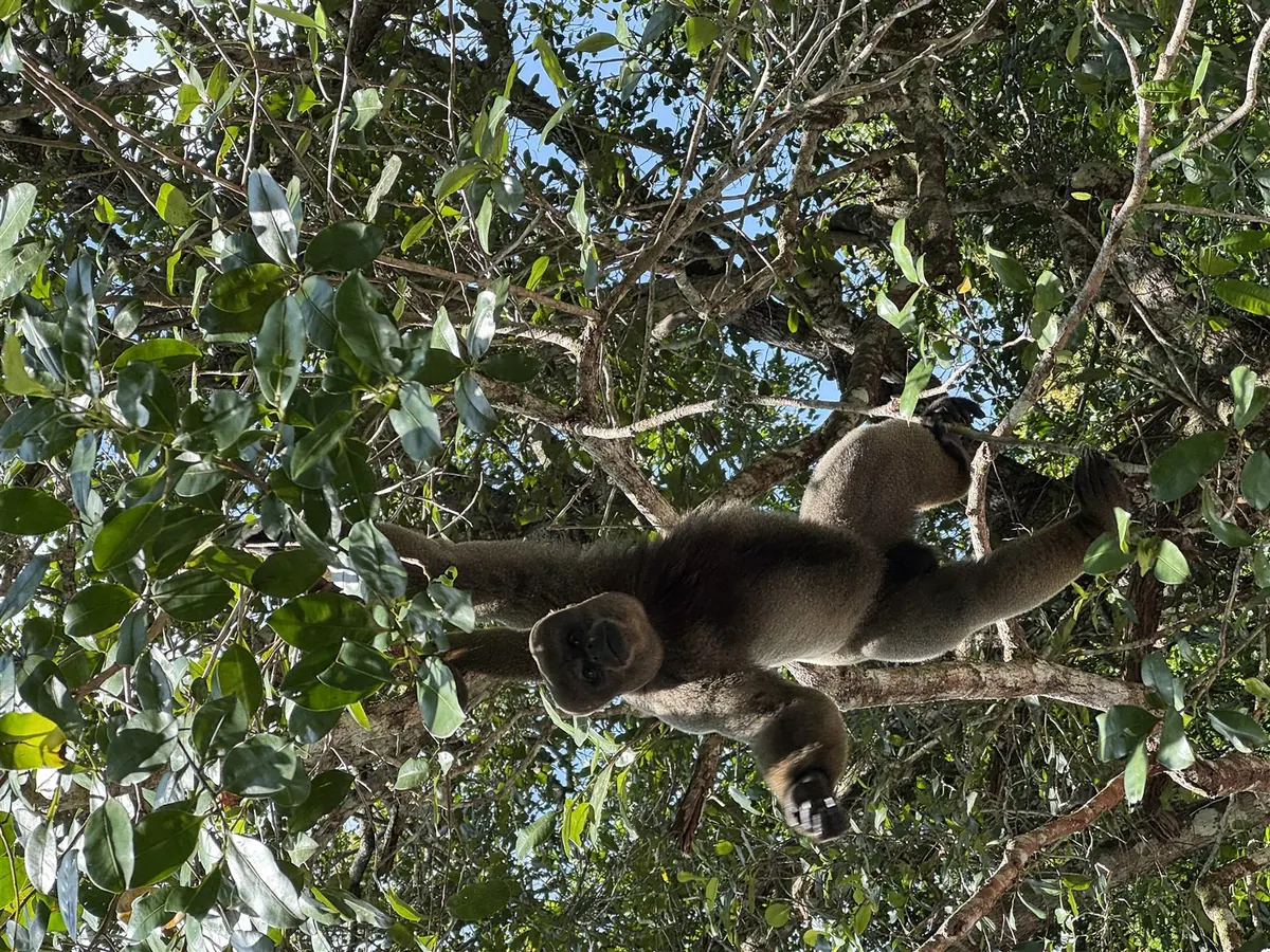 A woolly monkey stretching between branches high in the rainforest canopy