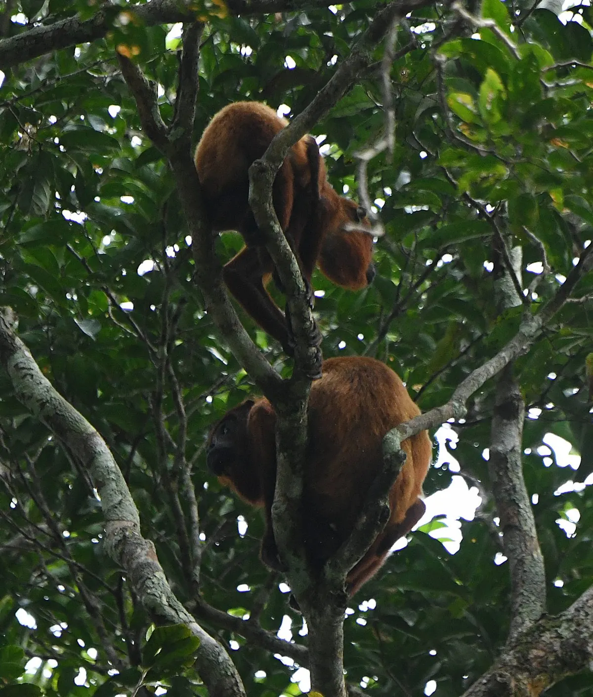 A pair of red howler monkeys resting high in the rainforest canopy