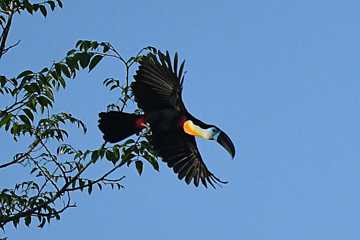 A channel-billed toucan taking flight against a clear blue Amazon sky