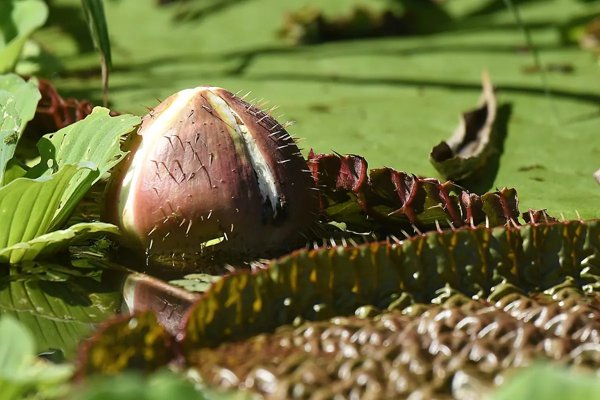 A Victoria Regia flower bud opening among the giant water lily pads