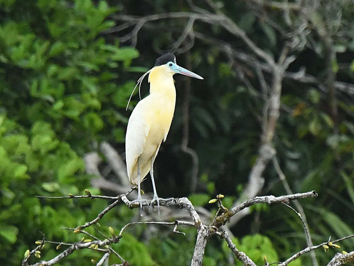 A capped heron perched on a branch at the water's edge
