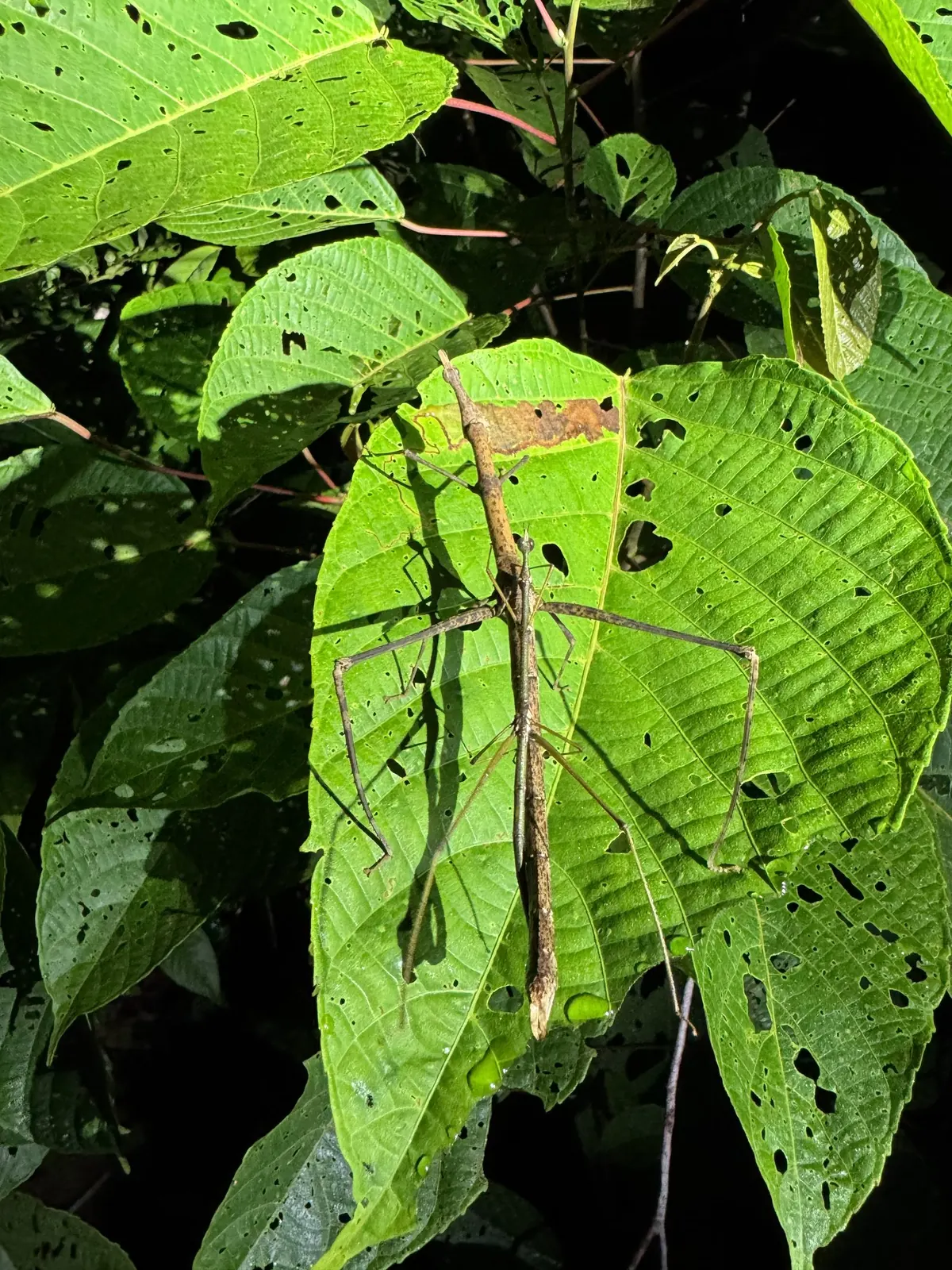 Giant stick insect resting on a leaf, spotted on the night walk through the rainforest