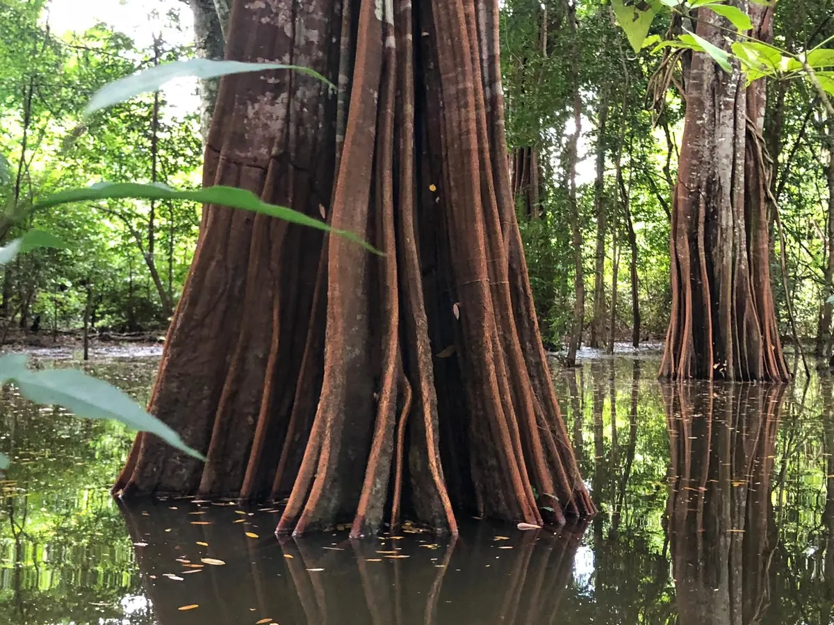 Buttress roots of a giant tree rising out of the still water of the flooded forest