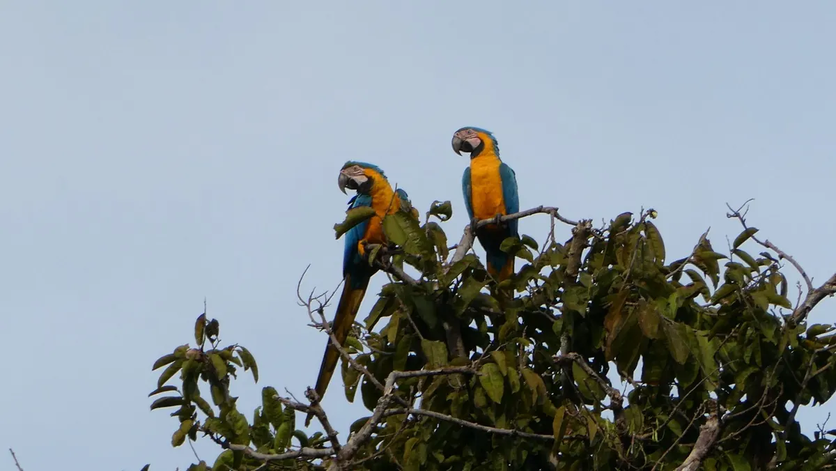 Pair of blue-and-yellow macaws perched at the top of a tree against the morning sky