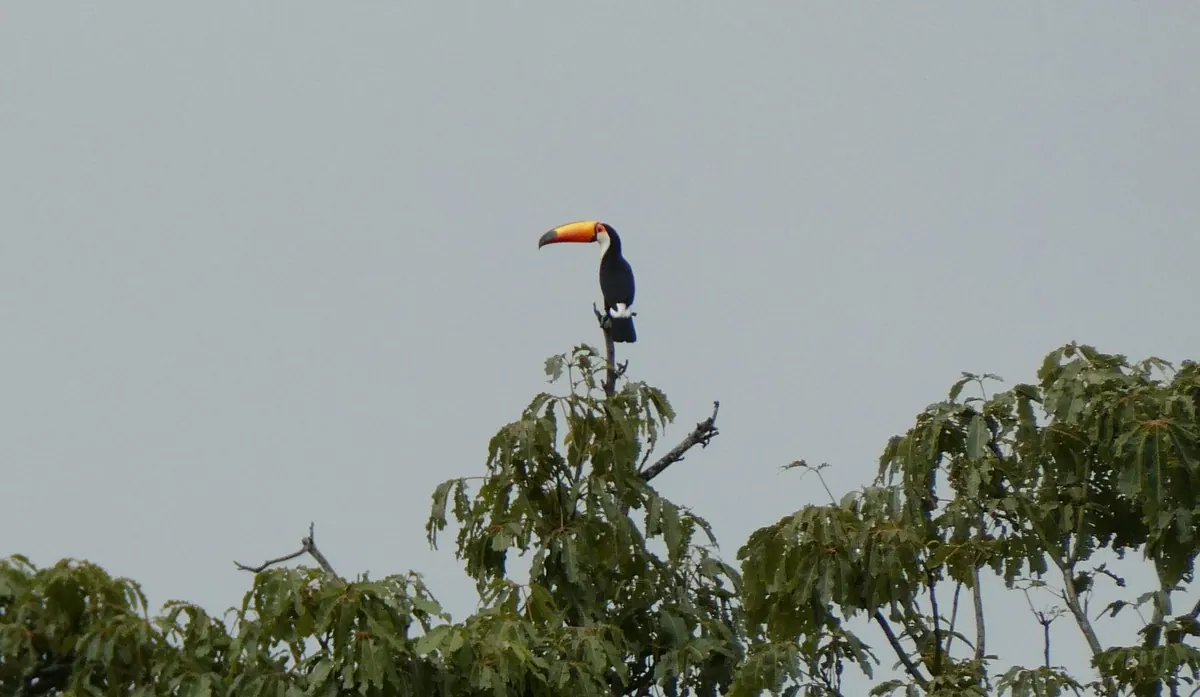 A toco toucan perched on a treetop in the Amazon rainforest
