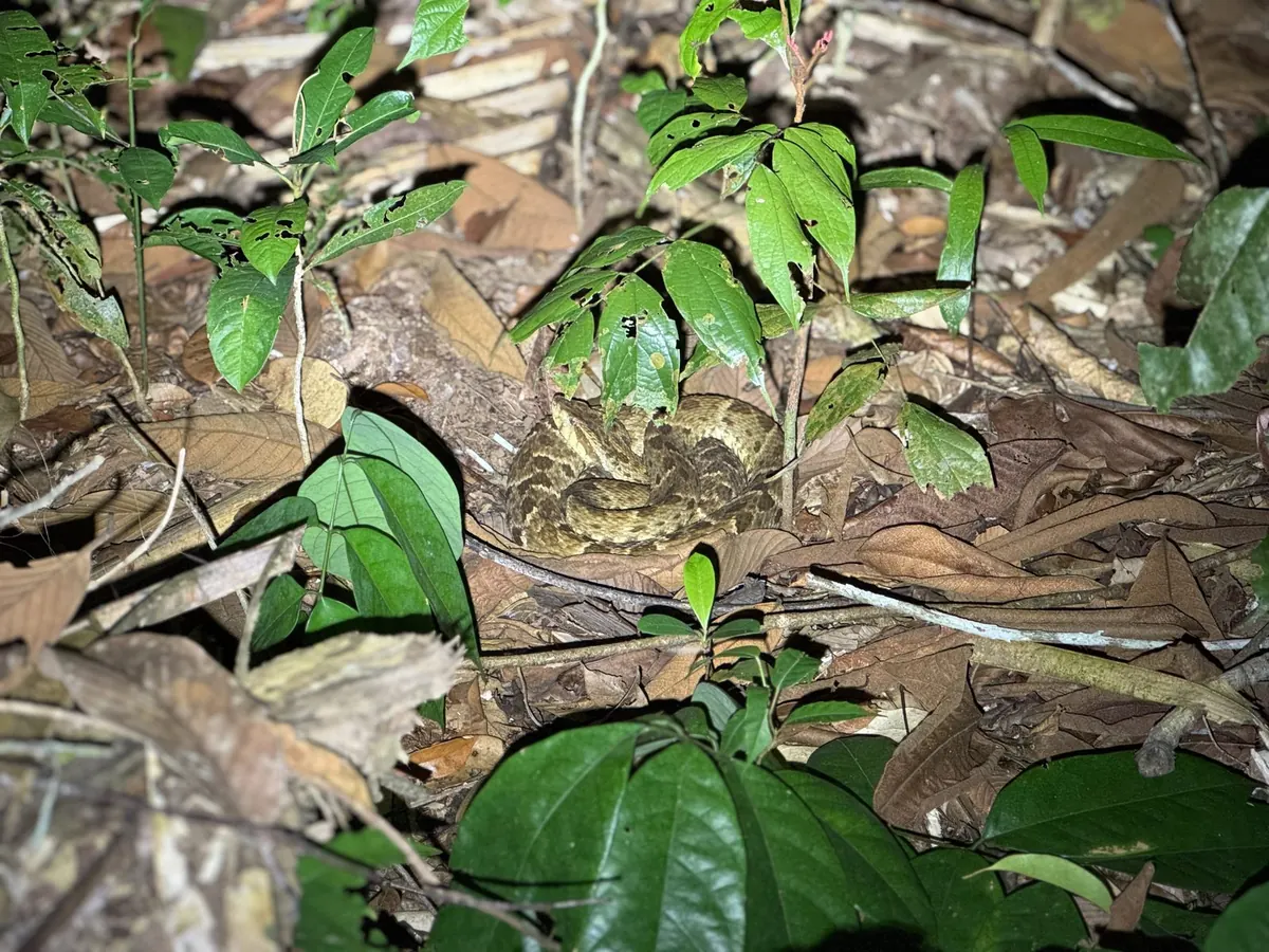 A jararaca pit viper coiled in the leaf litter, spotted on a night jungle walk