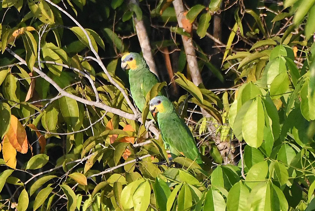A pair of orange-winged parrots perched among the leaves of a riverside tree