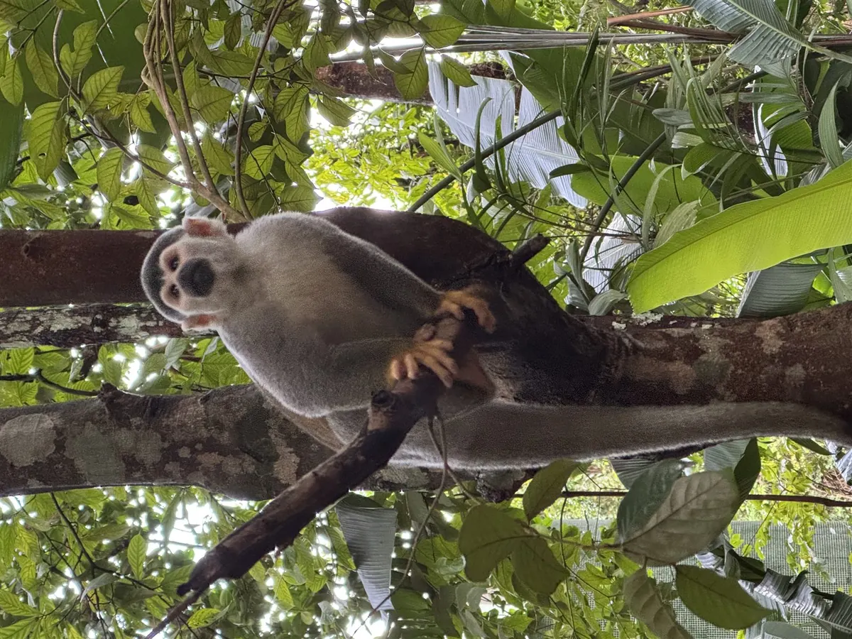 A squirrel monkey resting on a branch in the forest canopy