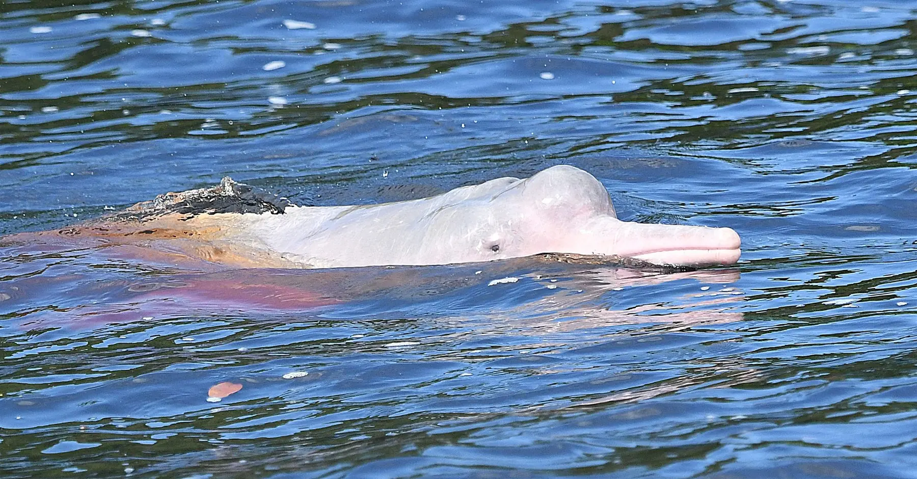 Pink river dolphin surfacing in the Rio Negro on the Novo Airão & Anavilhanas day tour