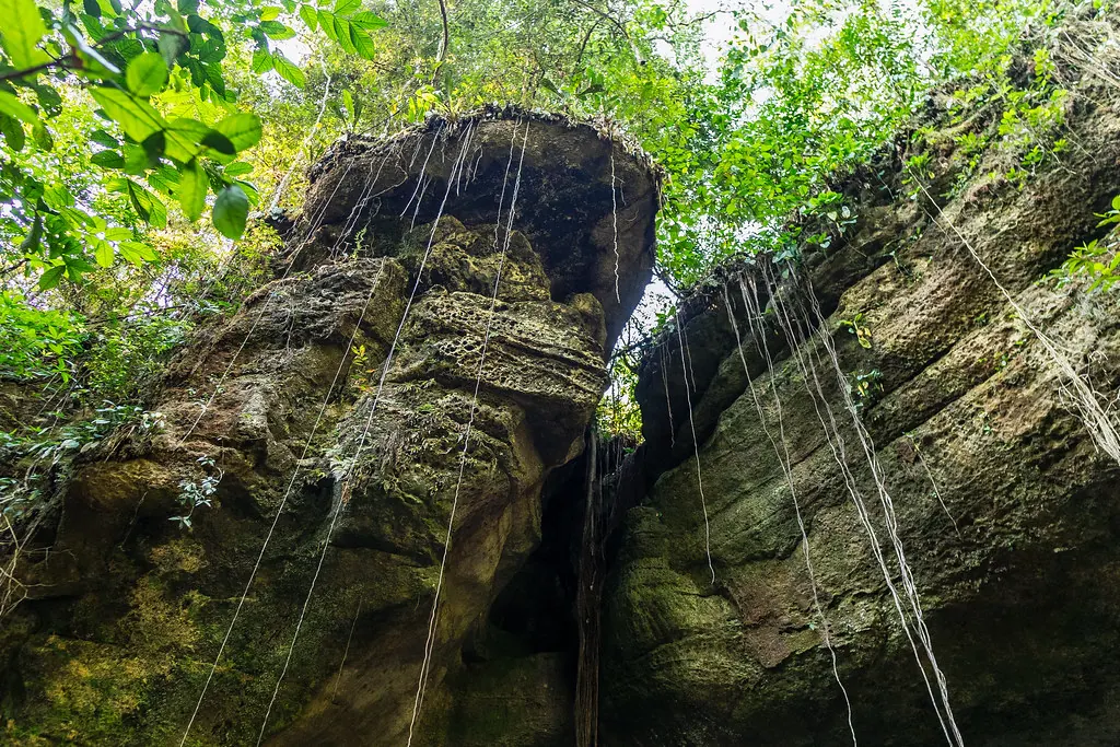 Ancient sandstone rock formations with aerial roots and dense forest, Presidente Figueiredo