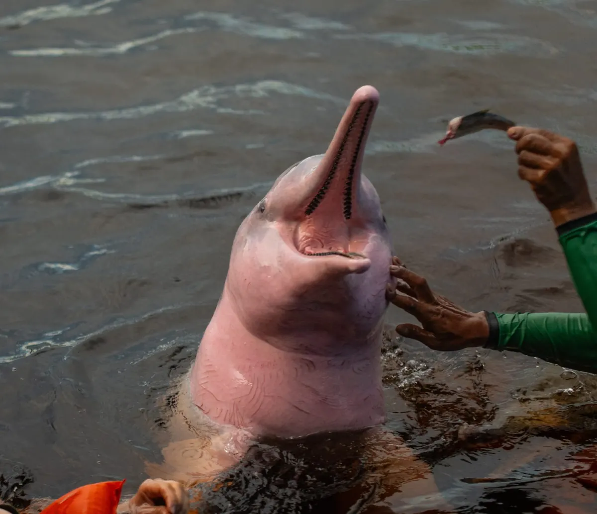 Pink river dolphin rising out of the dark water with its mouth open as a guide offers a fish