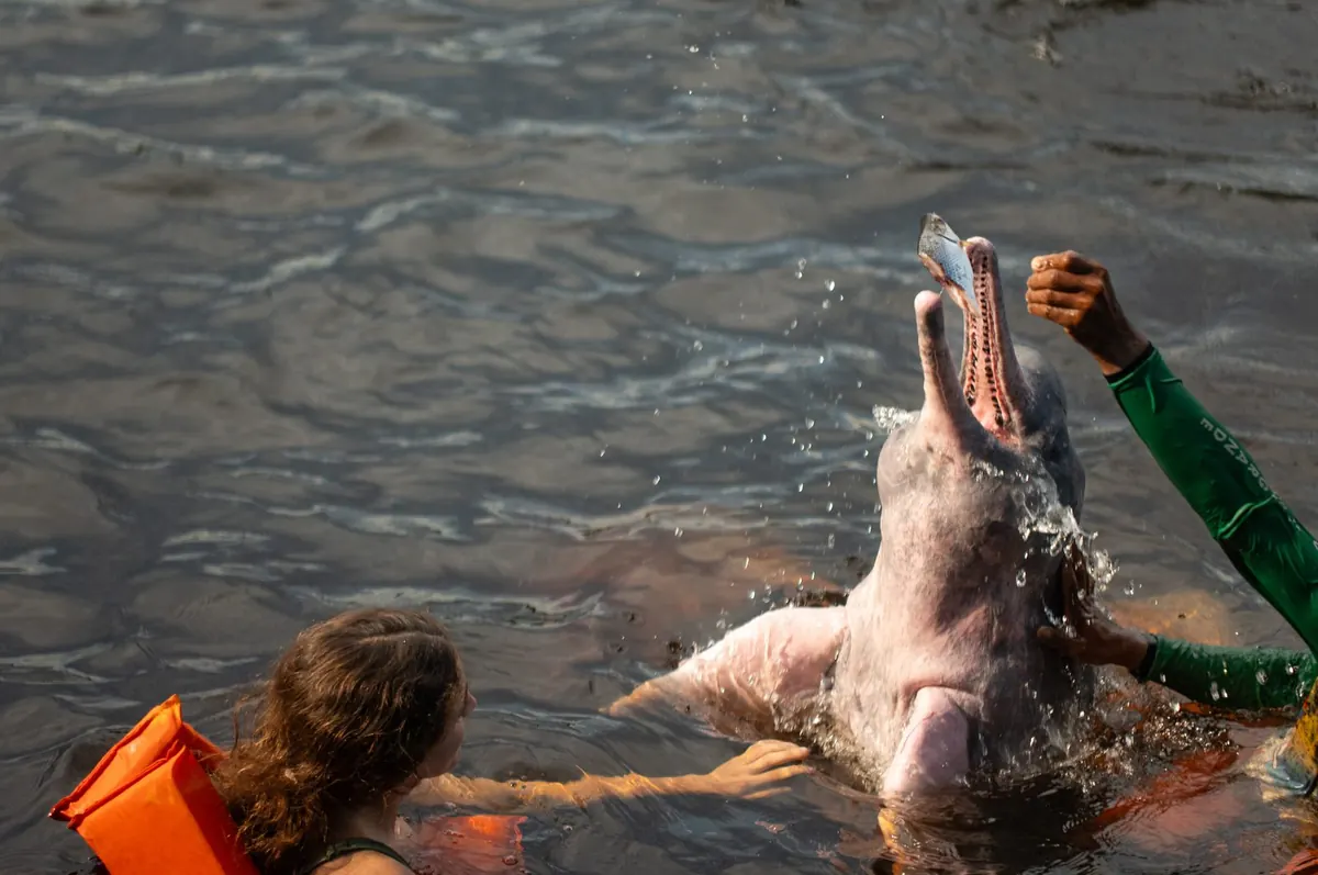 Traveller in a life jacket standing waist-deep in the river beside a pink river dolphin