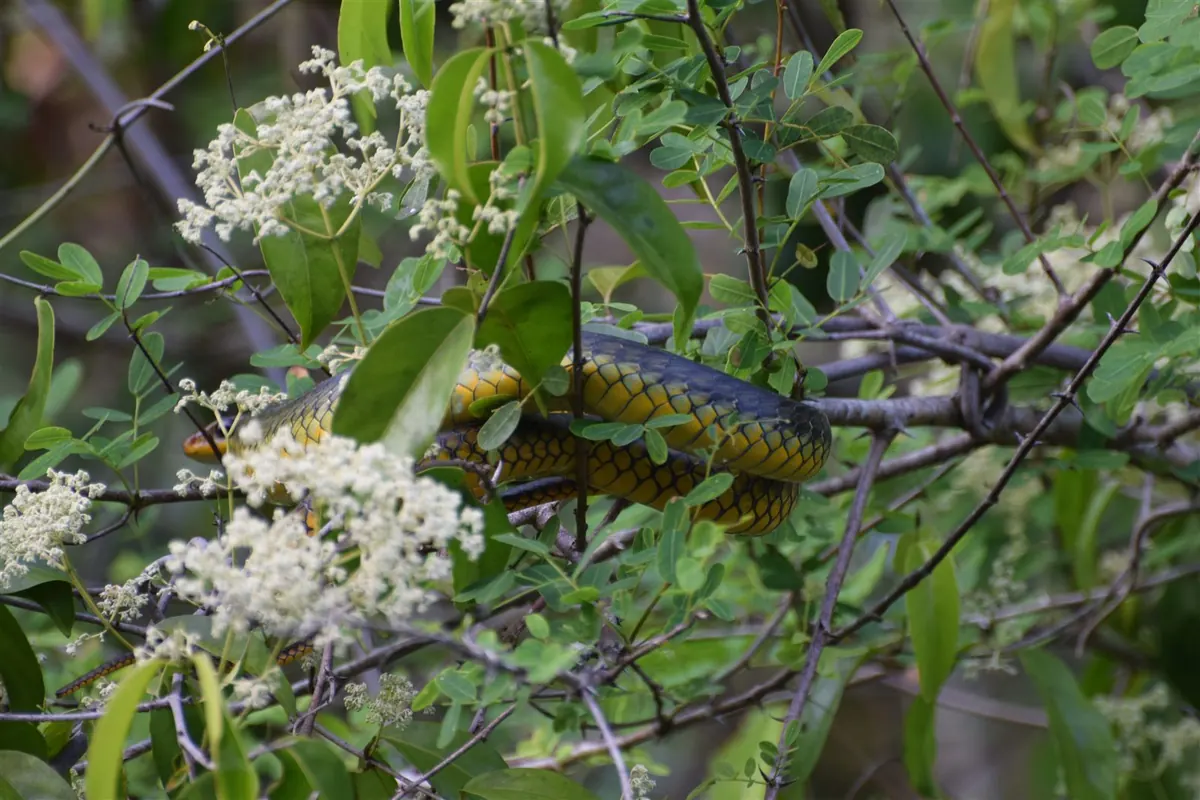A yellow-bellied snake coiled in flowering branches, spotted on a jungle walk
